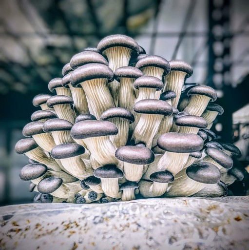 Fruiting Room