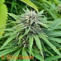 GrowTent